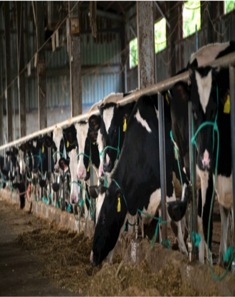 牛糞轉(zhuǎn)子泵價格是否非常昂貴